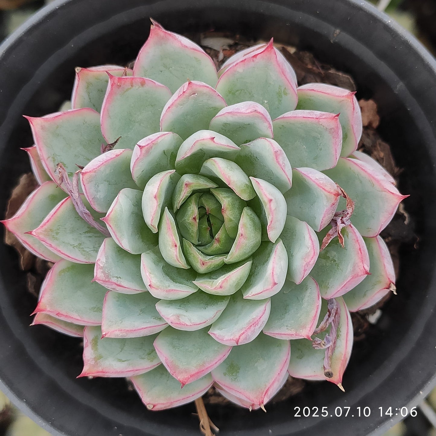XY181 ピンクメモリー (7cm pot)