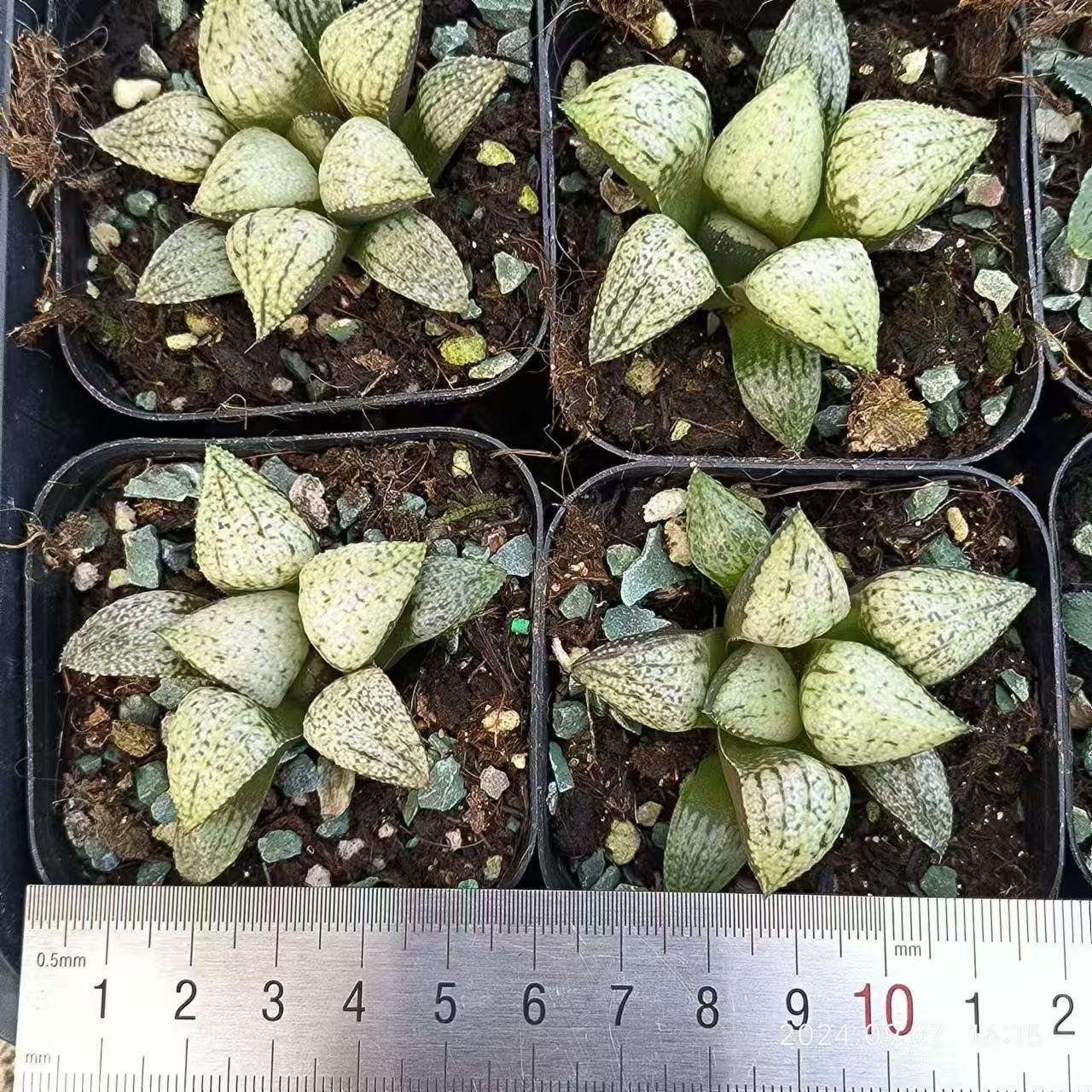 13174 緑牡丹ミドリボタン