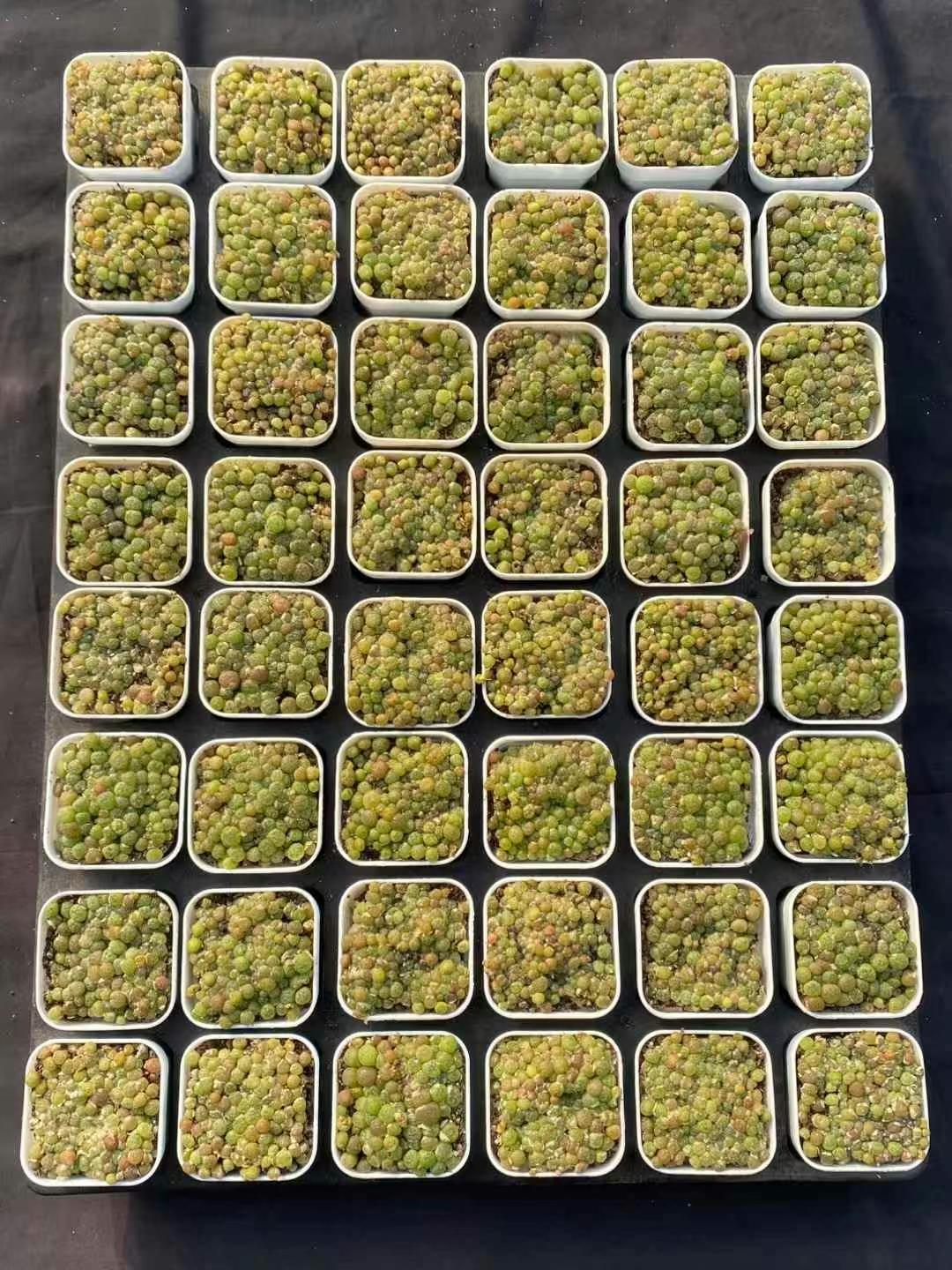 BL1657-POT グリーン　インサイド（6.5cm pot）