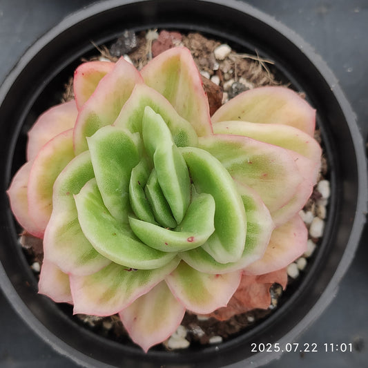 RC055 アイスローズ（9cm pot）