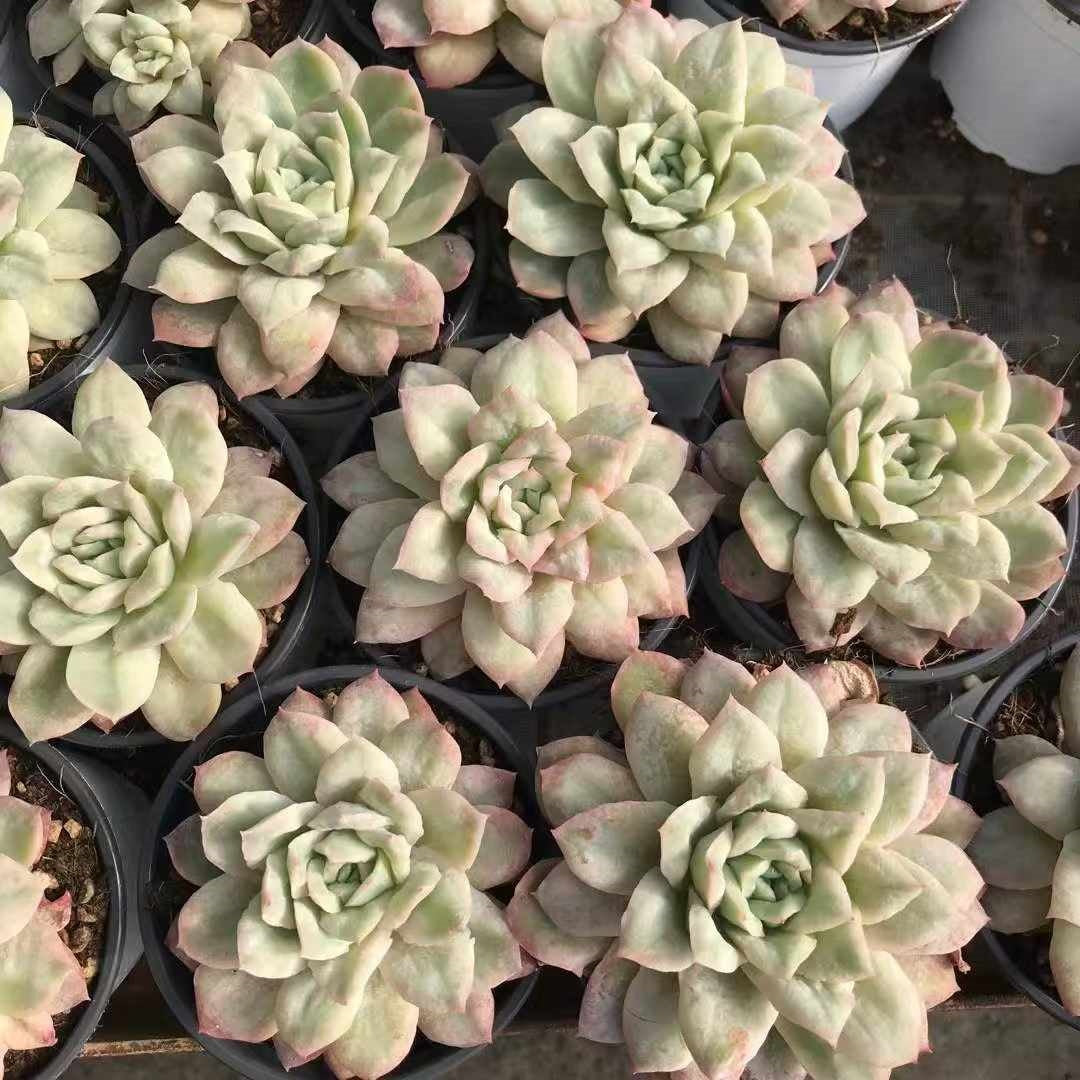 23598 バブル　クロス（9cm pot）