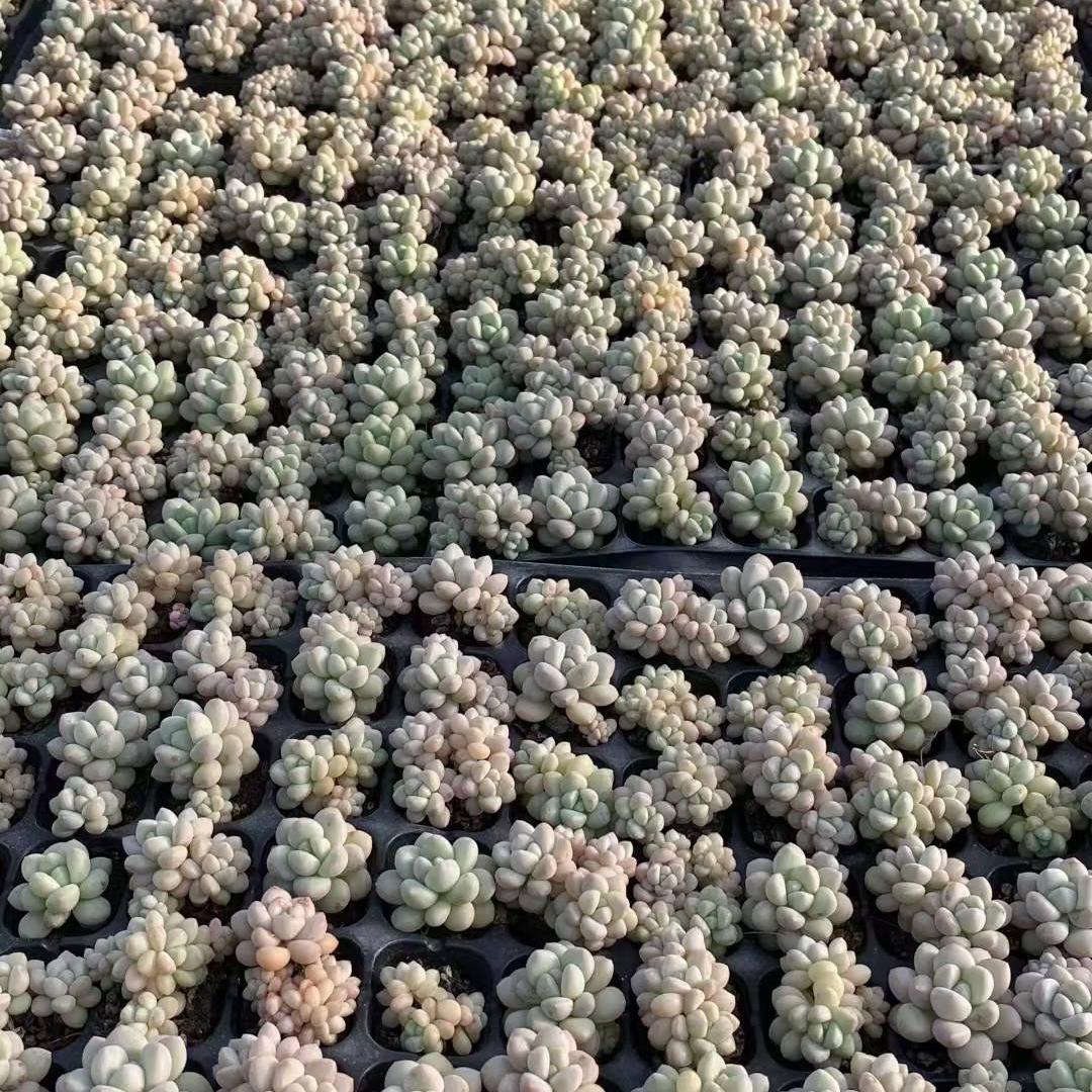 23440 バブルガム（3cm pot）（ポット苗）