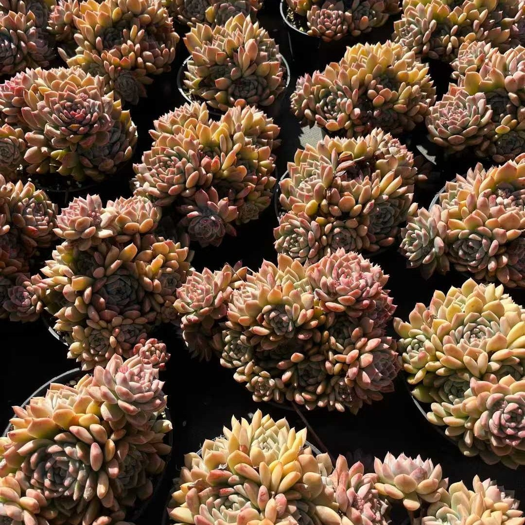 23555 ピンクアレックス（15cm pot）