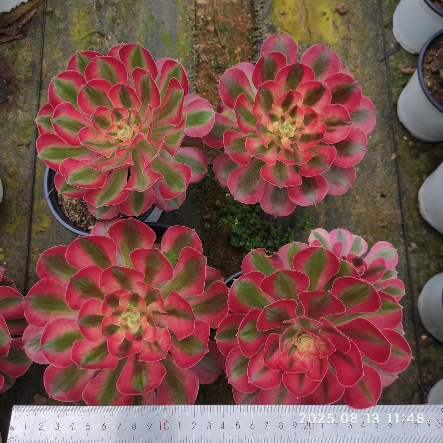LB038 アエオニウム　ウィッチ（12cm pot）