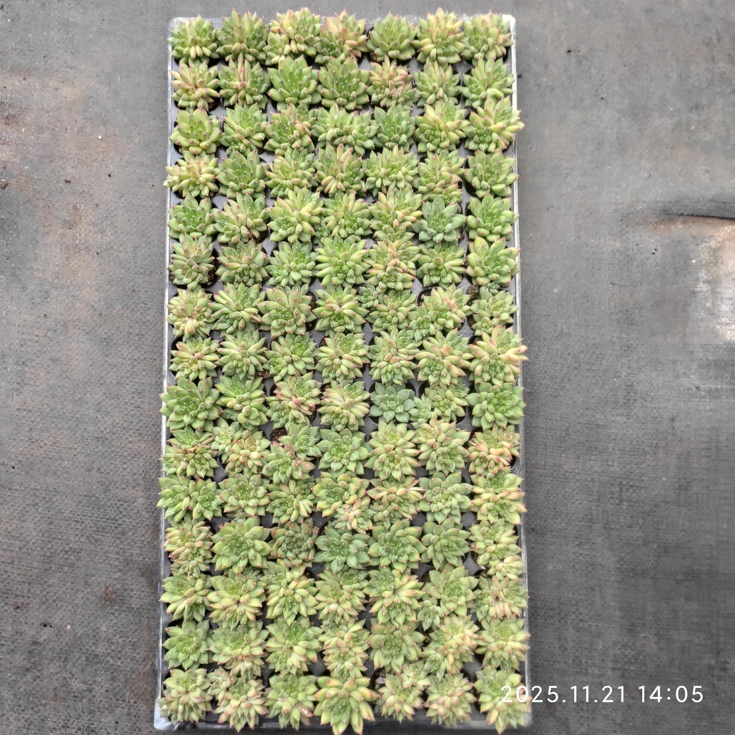 22134  オラクル（3cm pot）（ポット苗）