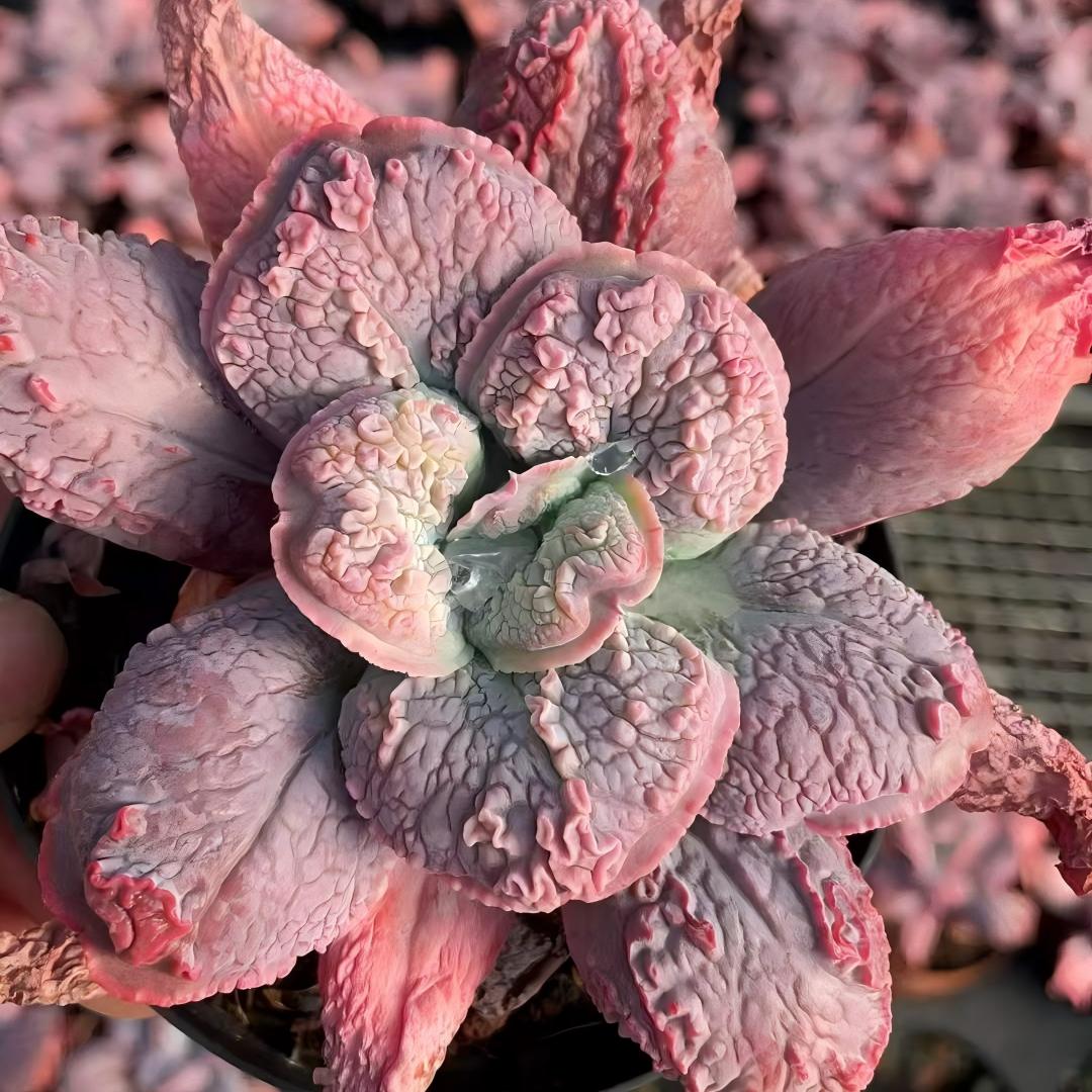 24823 バロンボールド