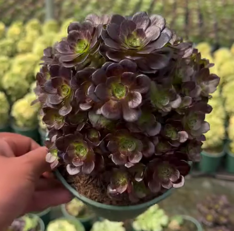 263601 ムーンナイト