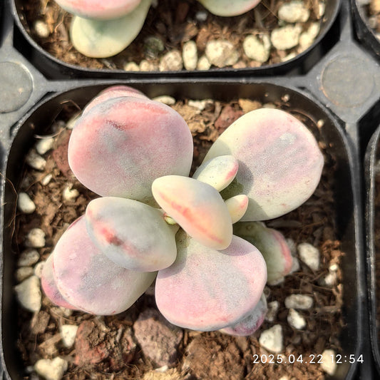 MMY650 オービキュラータ錦（6.3cm pot）