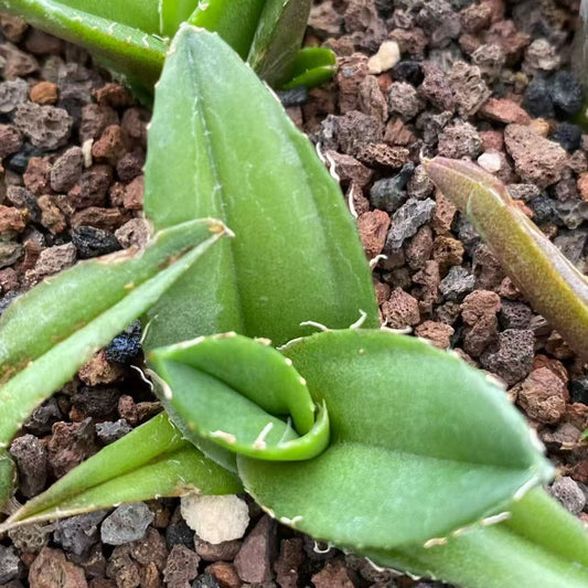 20306 アガベ　チタノタ　蚩尤（シユウ）（5cm pot）