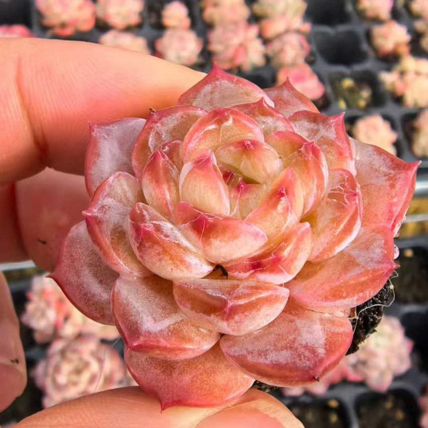 23482 シュガー　クリスタルHyb（3cm pot）