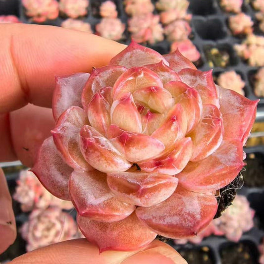 23482 シュガー　クリスタルHyb（3cm pot）