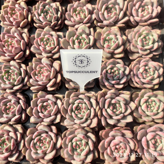 22395 アリエル（3cm pot）（ポット苗）