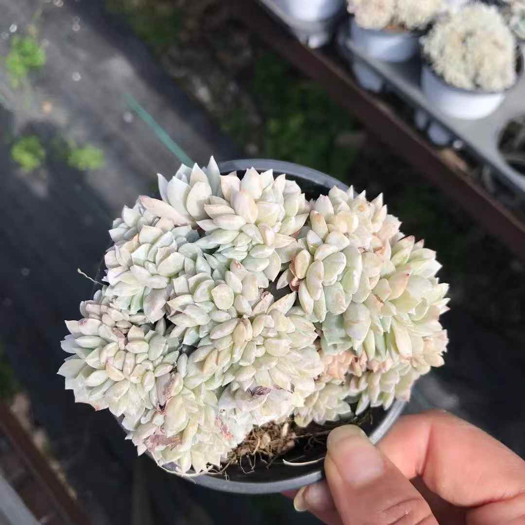 261151 ホワイトティー綴化