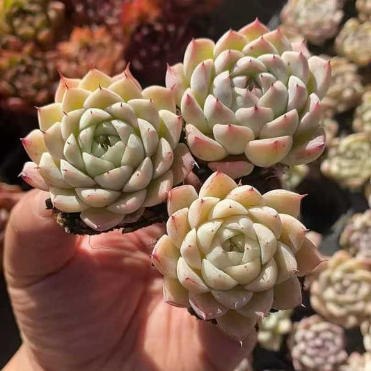 23581 アルバ美尼（3cm pot）