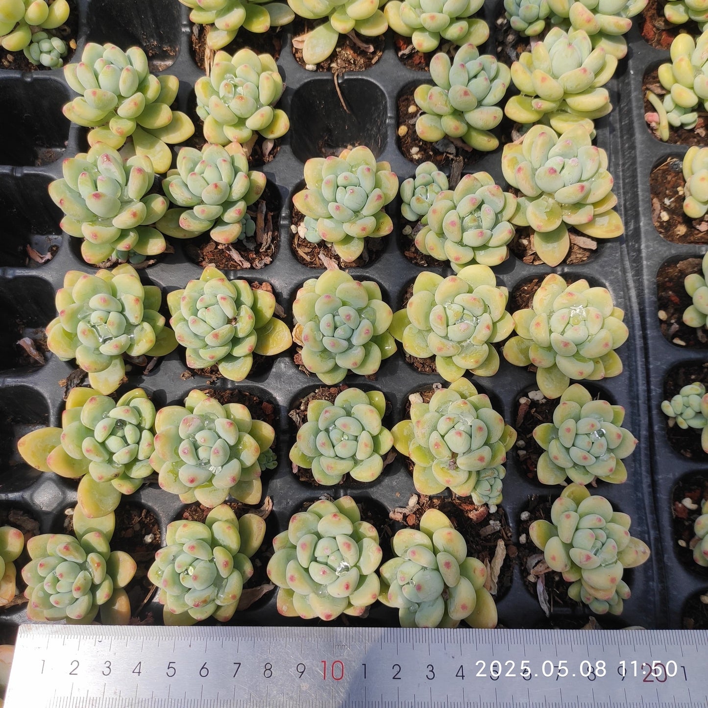 DQ142 クラバツム（3cm pot)
