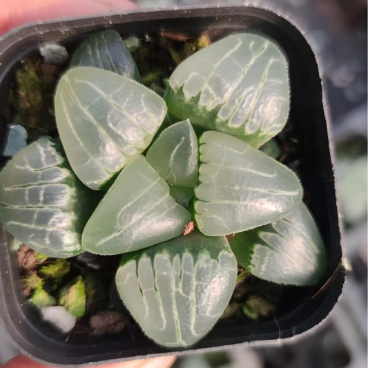 13170 ハオルチア ピンクスイートハート（6.5cm pot）