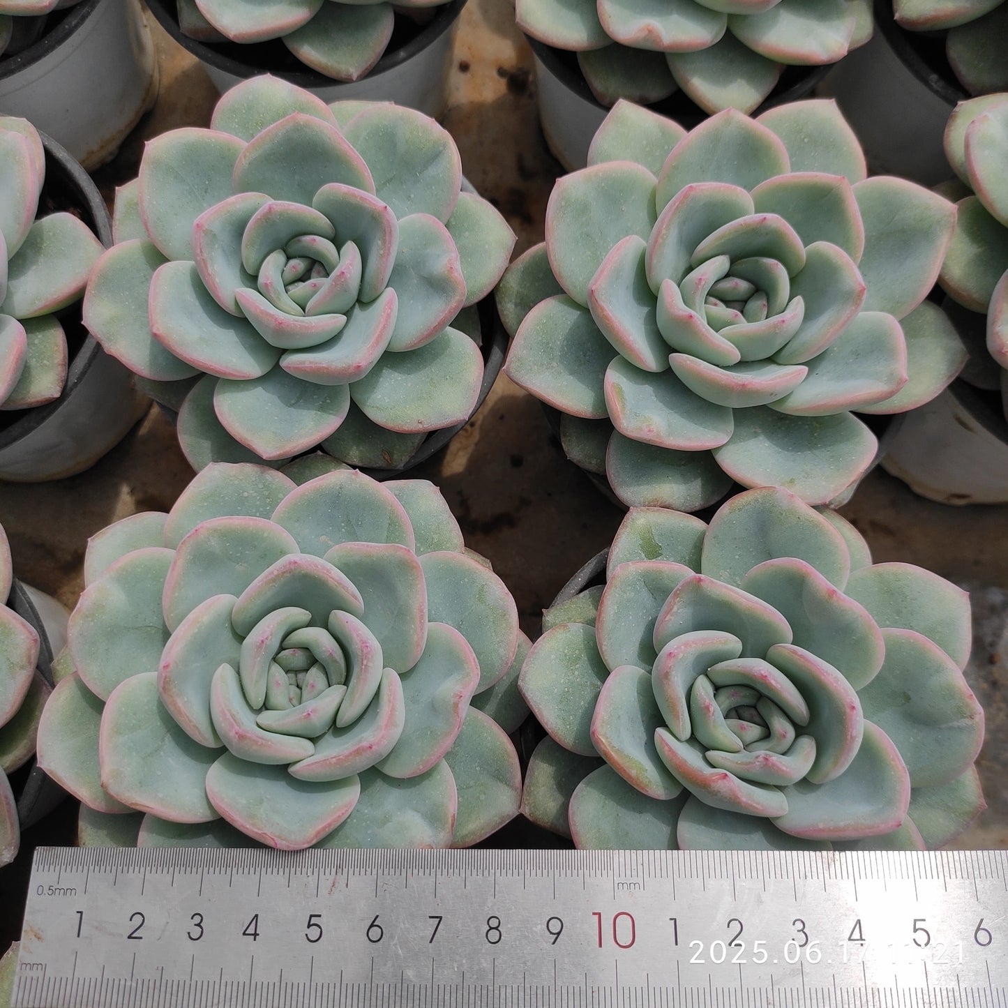 LXX001 アマビレ（9cm pot）