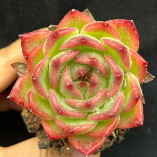 BL2053 カイサ（9cm pot）