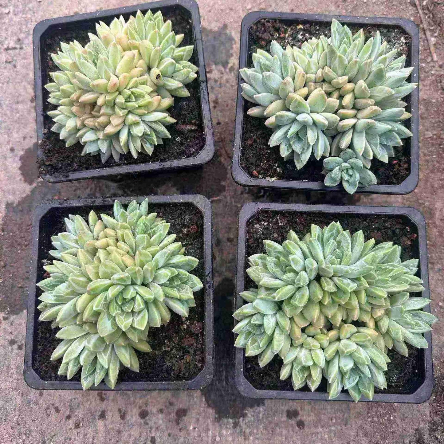 24327 クリスタル ロリータ