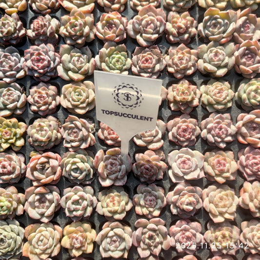 220531 アイススピリット hyb（3cm pot）（ポット苗）