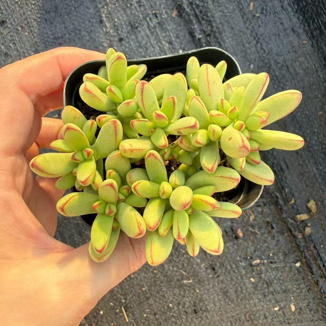 24565 ヌディカウリス var. ヘレイ