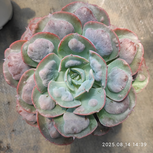 HM140 ハート　デライト（11cm pot）