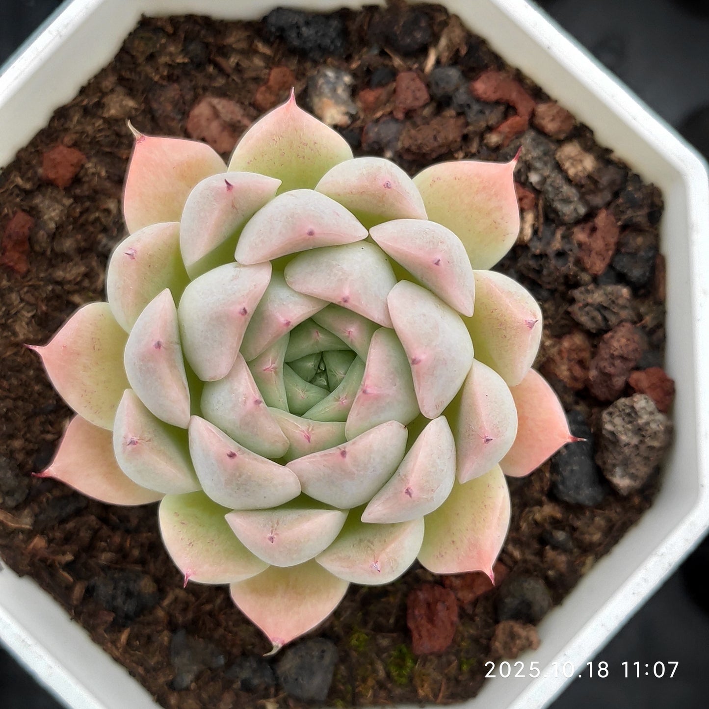 YBB249 レインフルーツ（7cm pot）