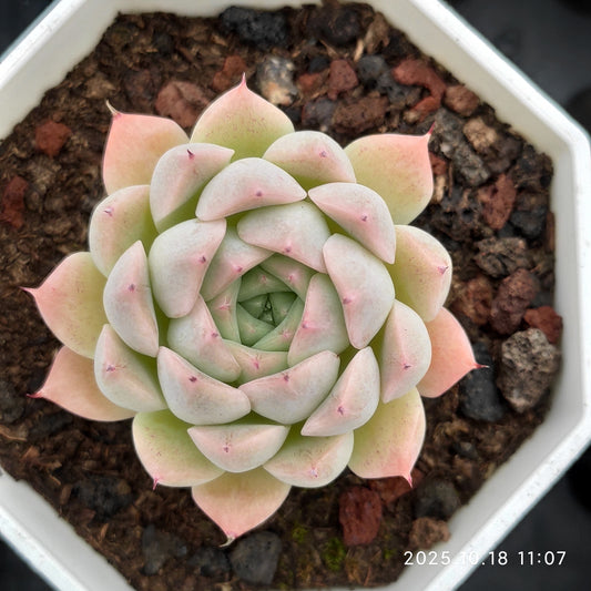 YBB249 レインフルーツ（7cm pot）