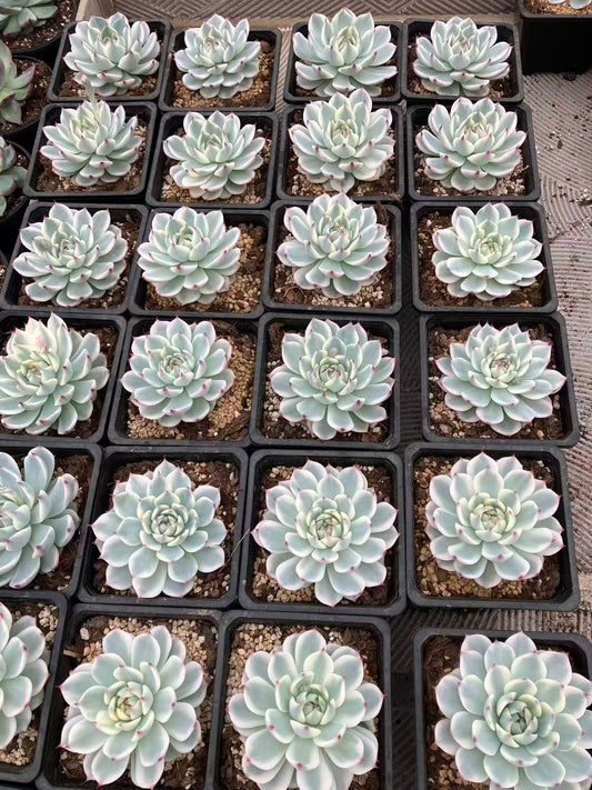 26387 チワワエンシス錦