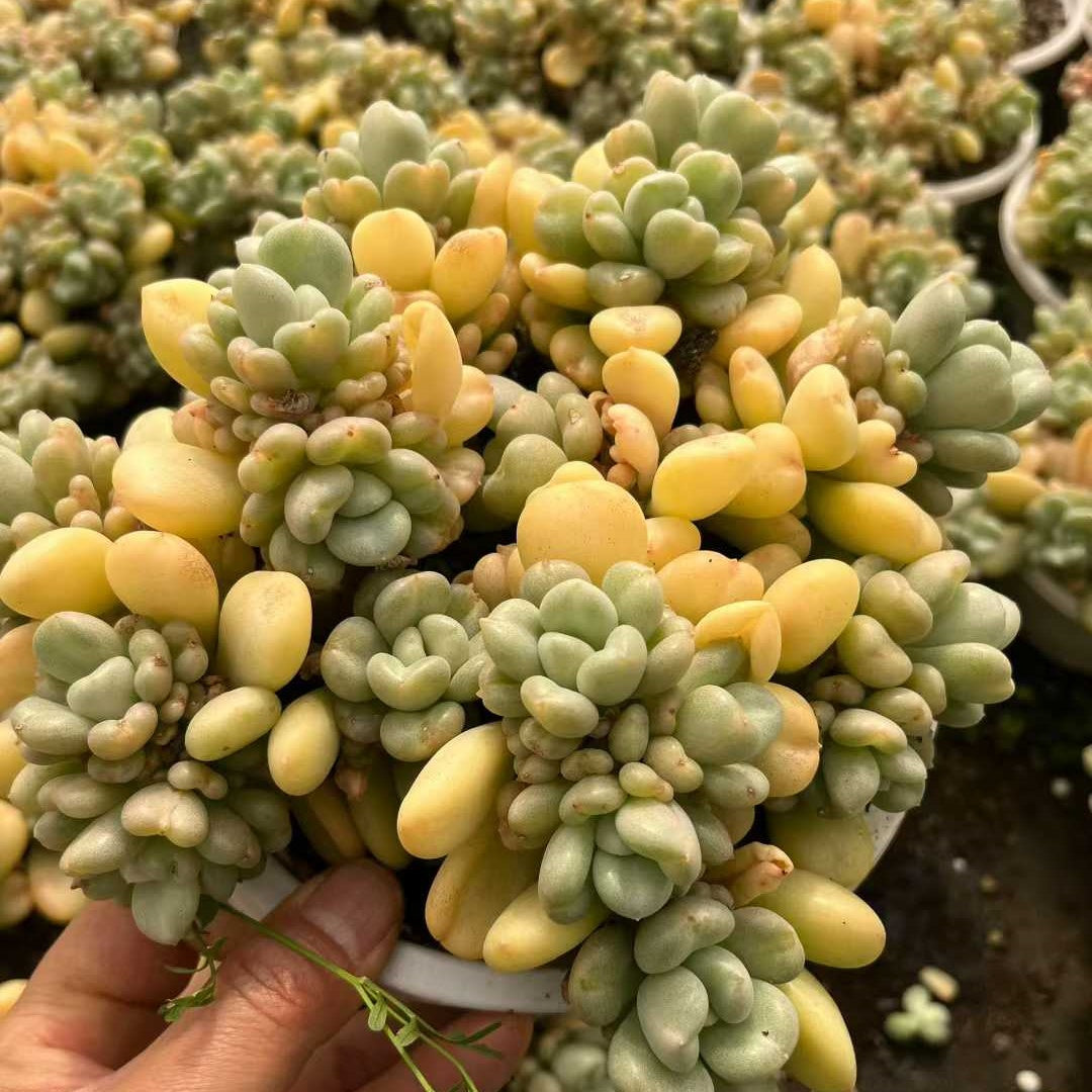 26189 ビルゲイツ