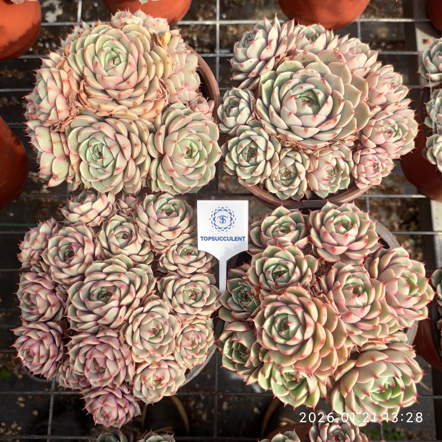 25099 ベンバディス