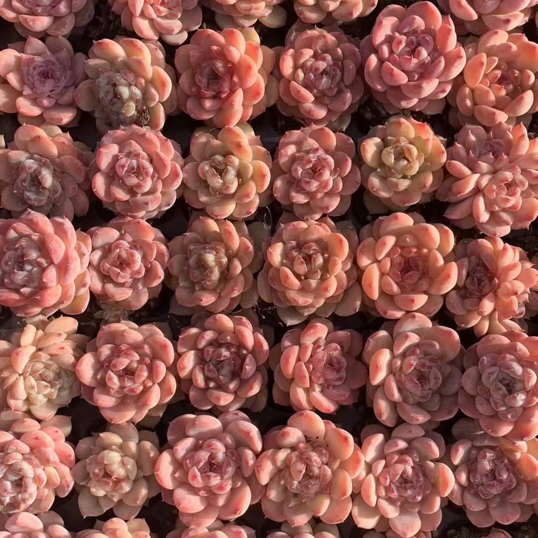 23445 アイス（3cm pot）（ポット苗）