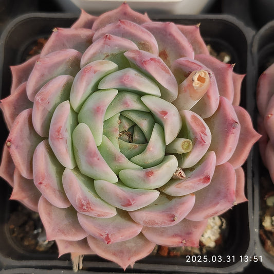 DWZ076 シックスター (7cm pot)
