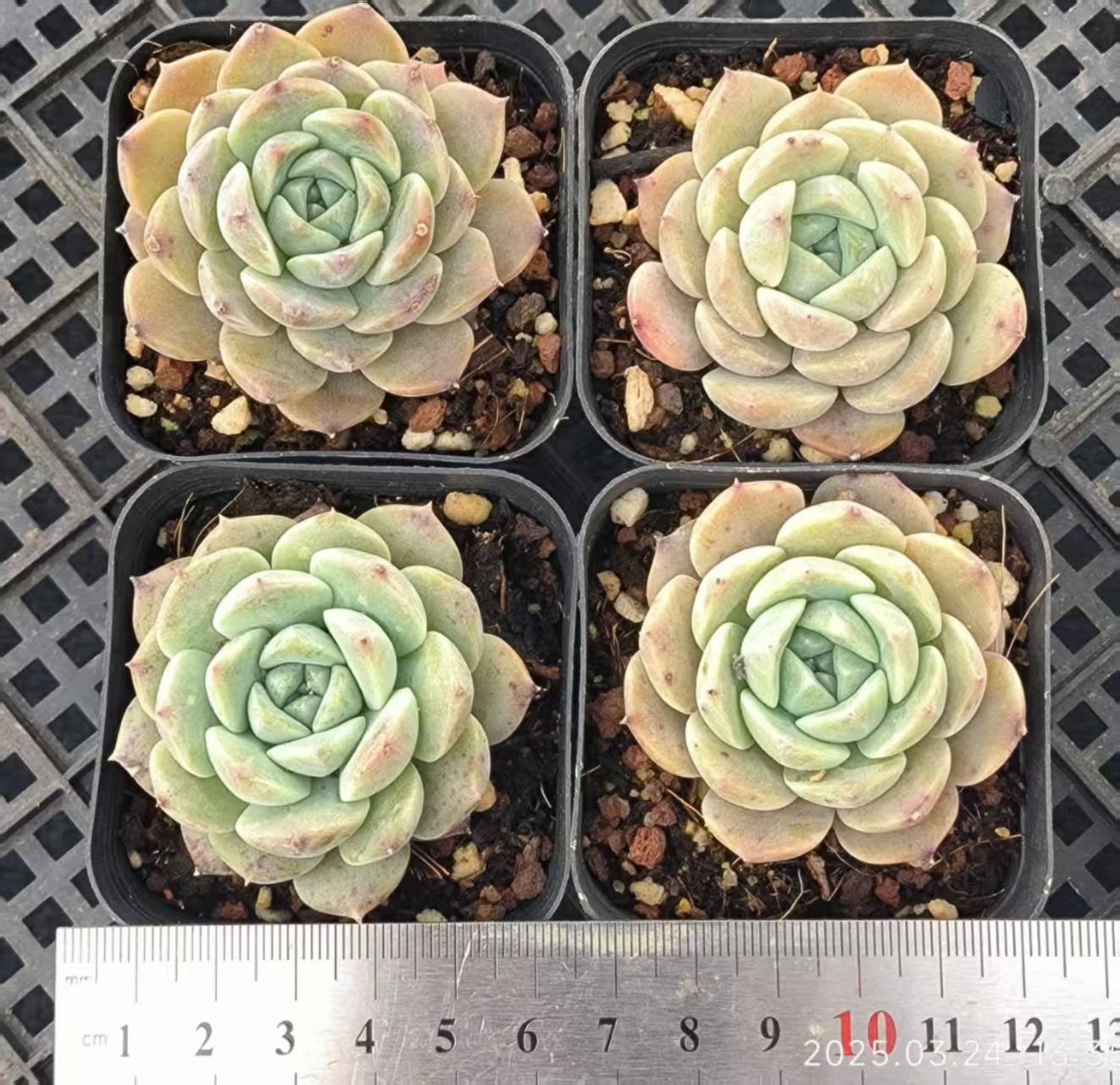 LYC177 ピュアラブ （6.5cm pot）