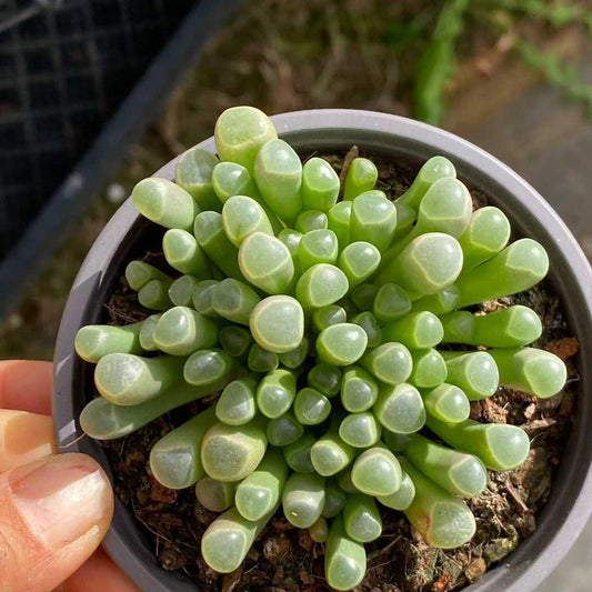 360101 フェネストラリア・アウランティアカ