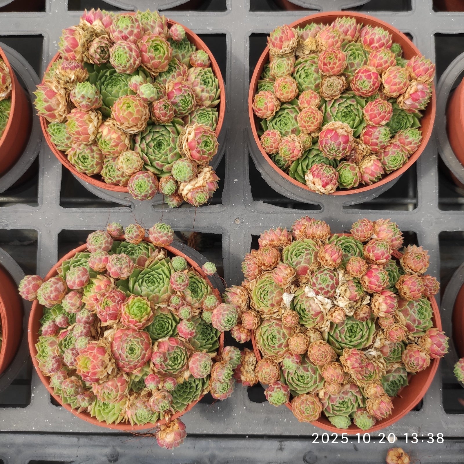 エケベリア（抜き苗）群生20251106 – Top Succulent®