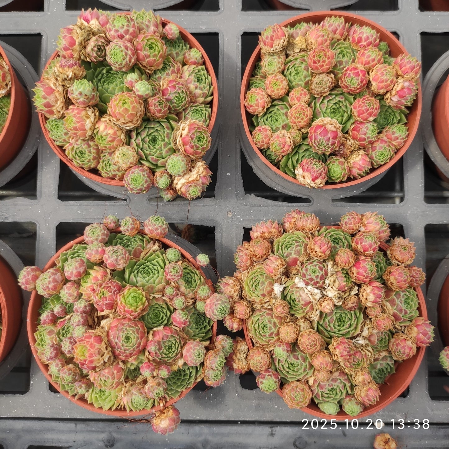 18483 センペルビブム　ペキニーズ（9cm pot）