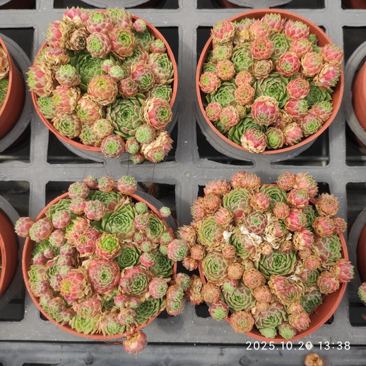 18483 センペルビブム　ペキニーズ（9cm pot）