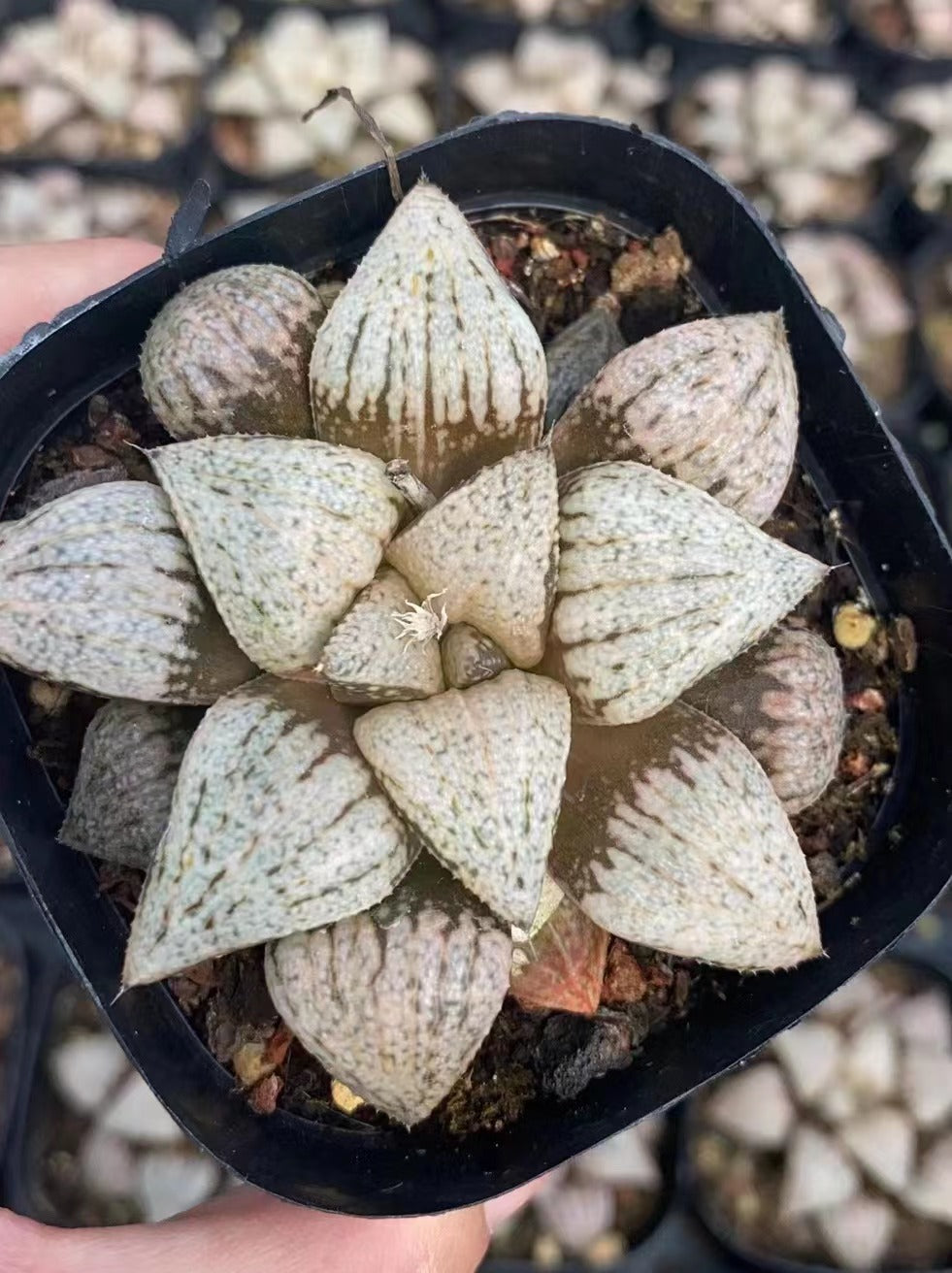 1643 雪の女王ユキノジョオウ