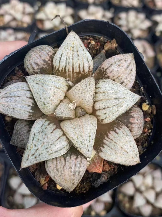 1643 雪の女王ユキノジョオウ（7cm pot）