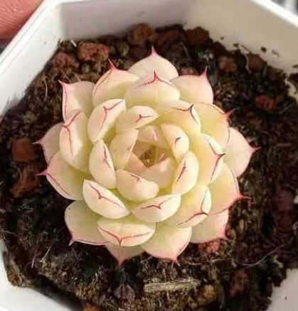 BL1571 クィーン　ウィート（7cm pot）