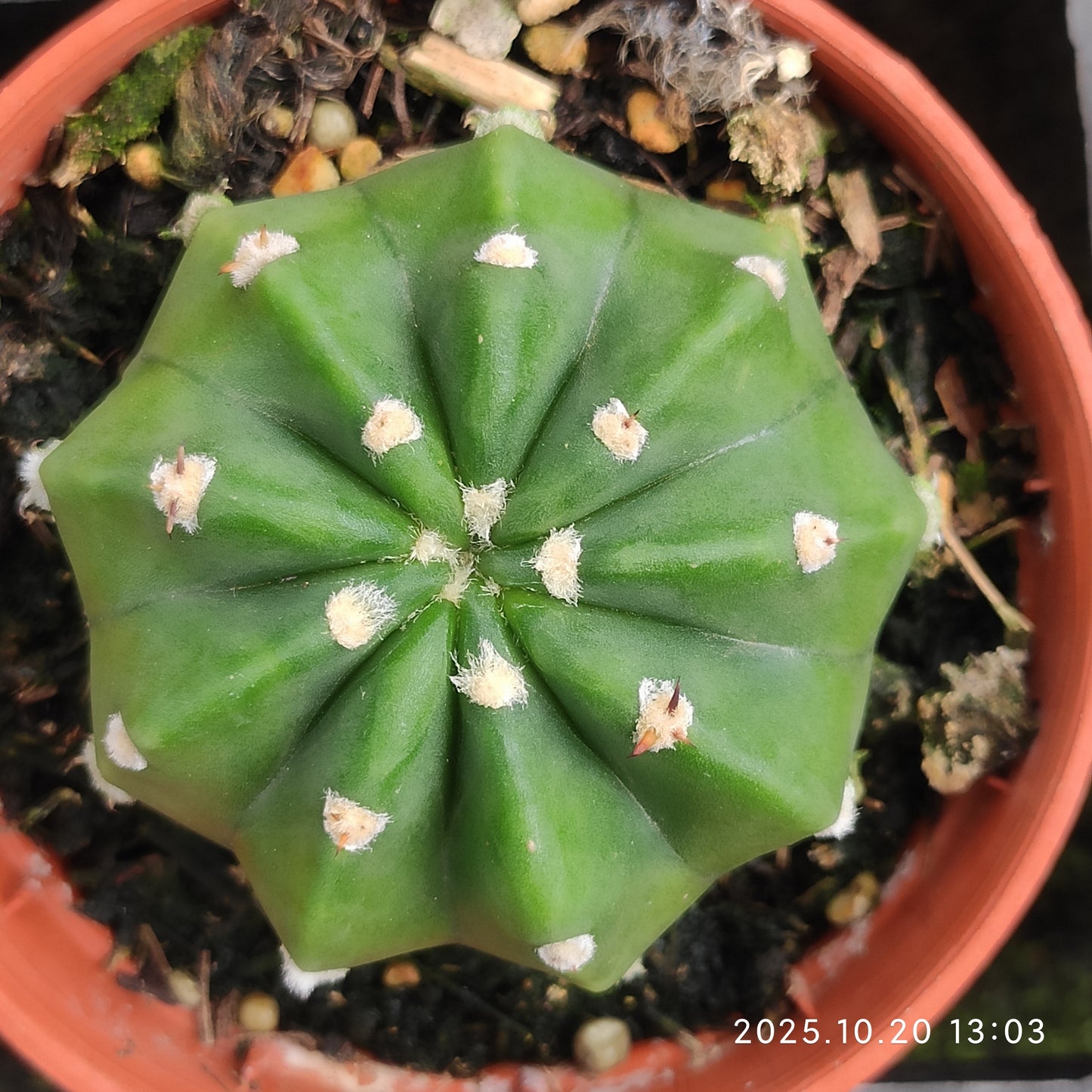 ZXX937 タビフローラー（7cm pot）