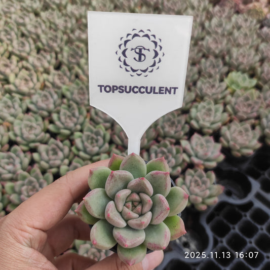 2641 アリジェ（5.5cm pot）