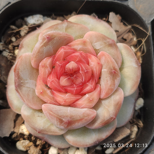 MMY1132 インペーシンズ （6.3cm pot）
