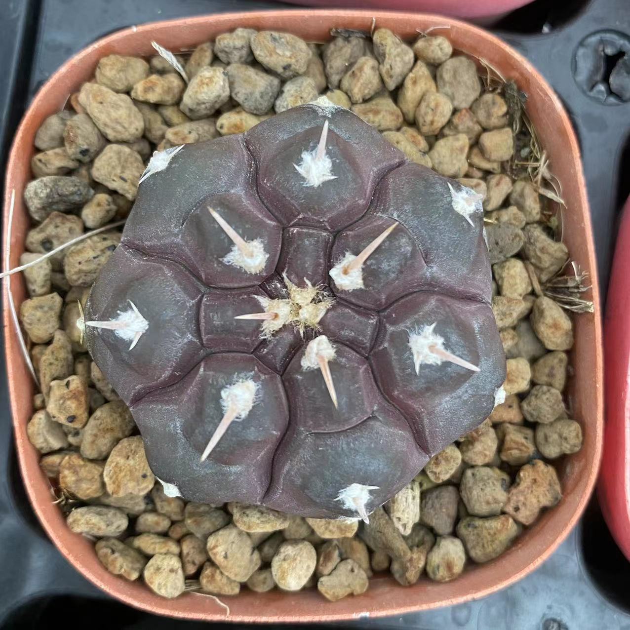 ZL423 プロチャズキアナム（5cm pot）