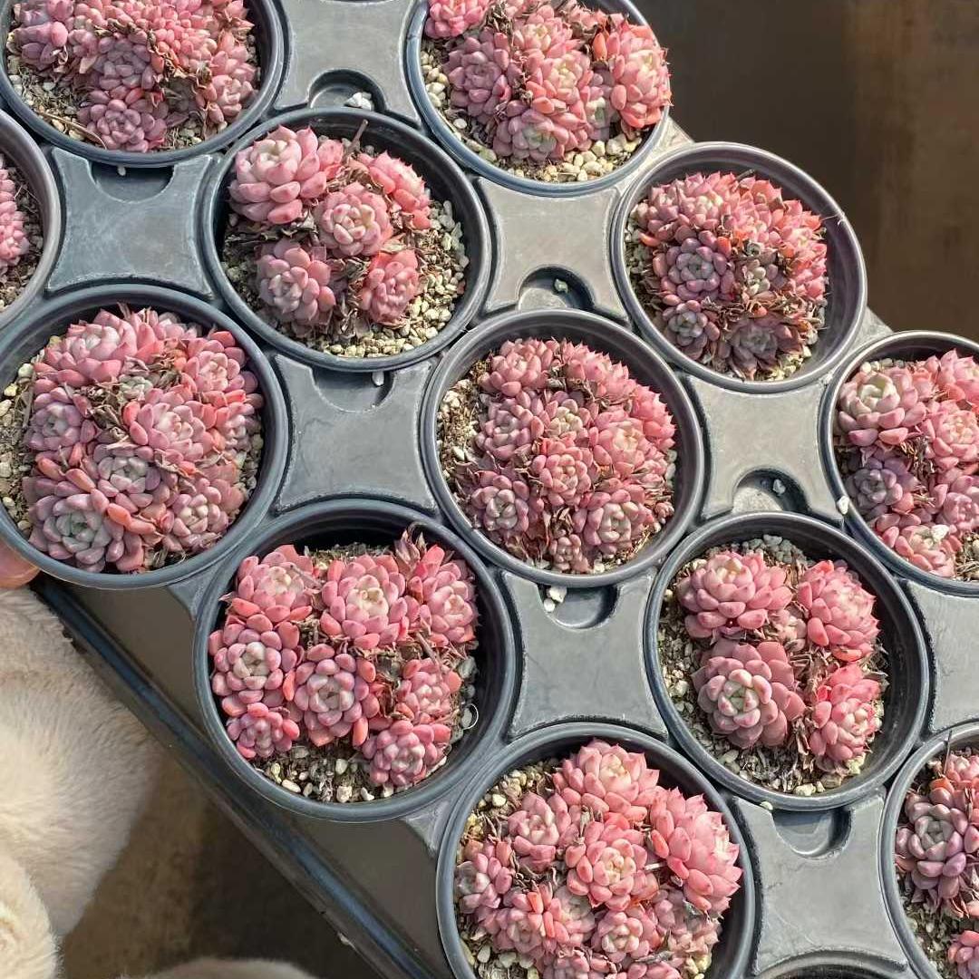 21919 キュートバブル