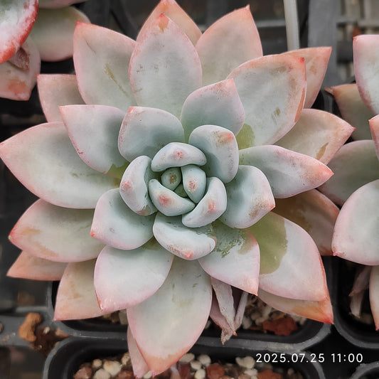 NGN057 スターモンロー (7cm pot)