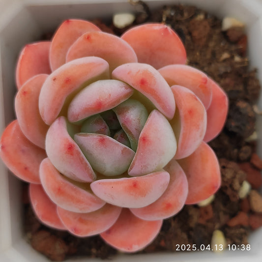 LMM167 スターマーク(6.5cm pot)