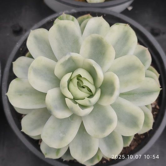 XQ1450 ベリー錦（12cm pot）