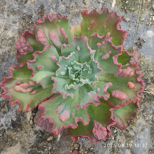 ZAJ063 カーニバル（18cm pot）